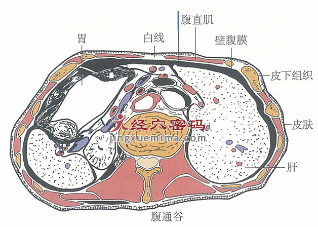 腹通谷的位置解剖图（图解）