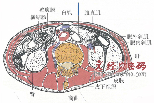 商曲的位置解剖图（图解）