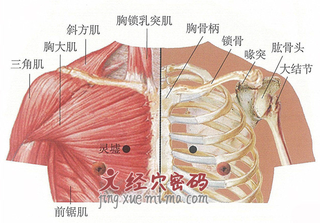 灵墟穴位位置图及针灸穴位图解