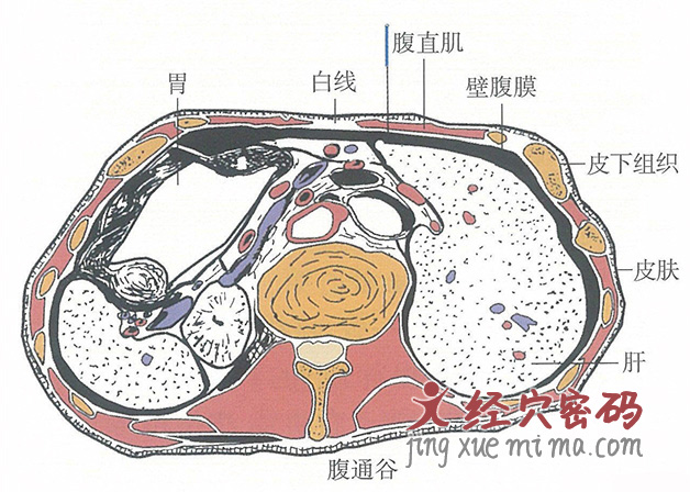 腹通谷的位置解剖图（图解）