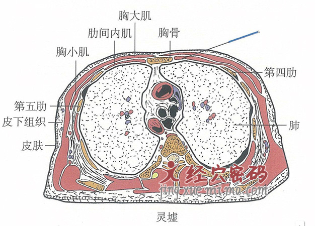 灵墟的位置解剖图（图解）