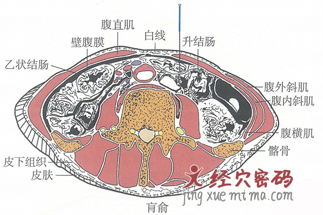 肓俞的位置解剖图（图解）