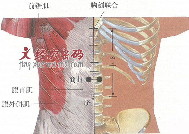 商曲穴位位置图及针灸穴位图解