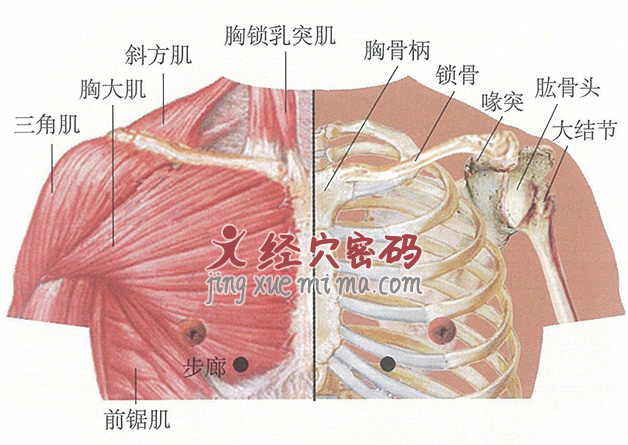 步廊穴位位置图及针灸穴位图解