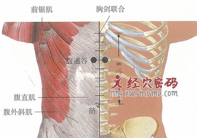 腹通谷穴位位置图及针灸穴位图解