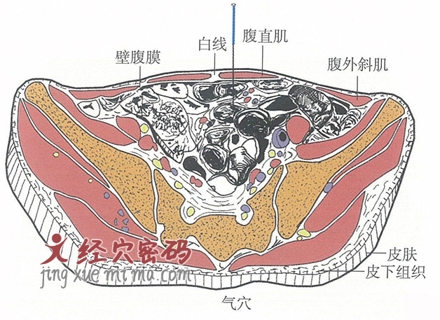 气的位置解剖图（图解）