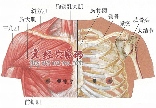 神封穴位位置图及针灸穴位图解