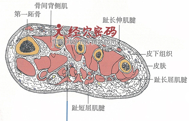 涌泉的位置解剖图（图解）