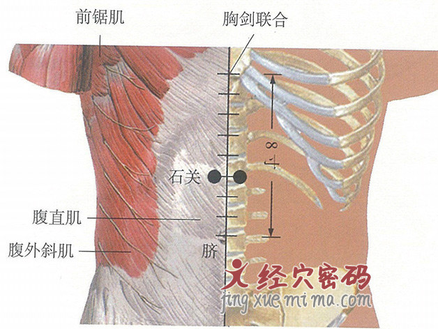 石关穴位位置图及针灸穴位图解