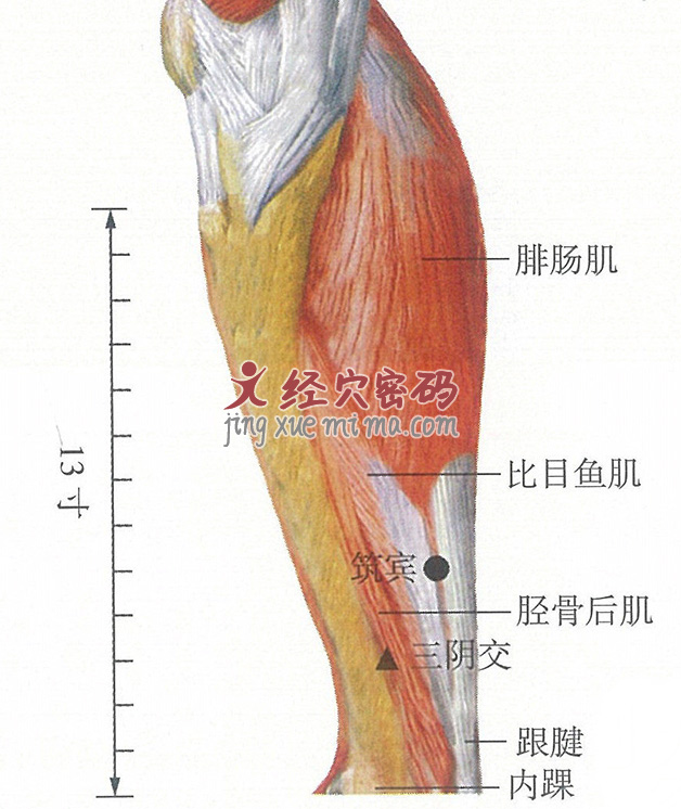 筑宾穴位位置图及针灸穴位图解