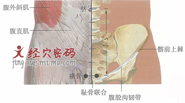 横骨穴位位置图及针灸穴位图解