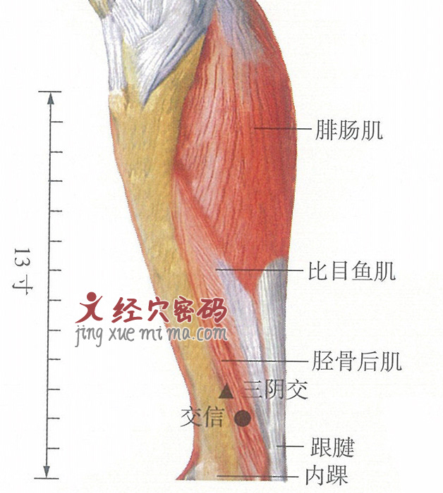 交信穴位位置图及针灸穴位图解