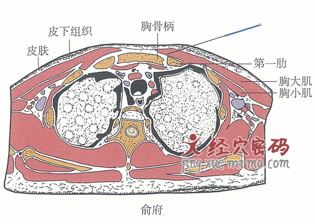 俞府的位置解剖图（图解）