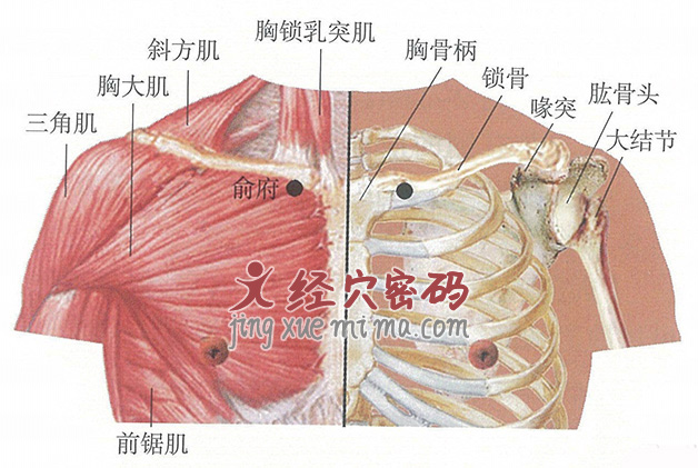 俞府穴位位置图及针灸穴位图解