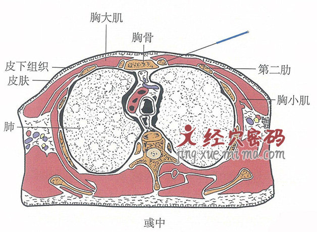 彧中的位置解剖图（图解）