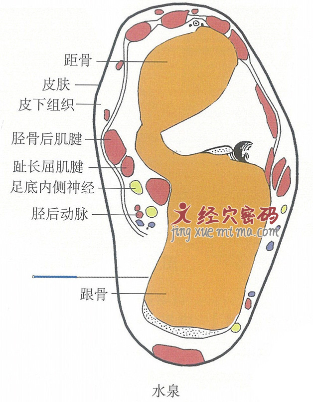 水泉的位置解剖图（图解）