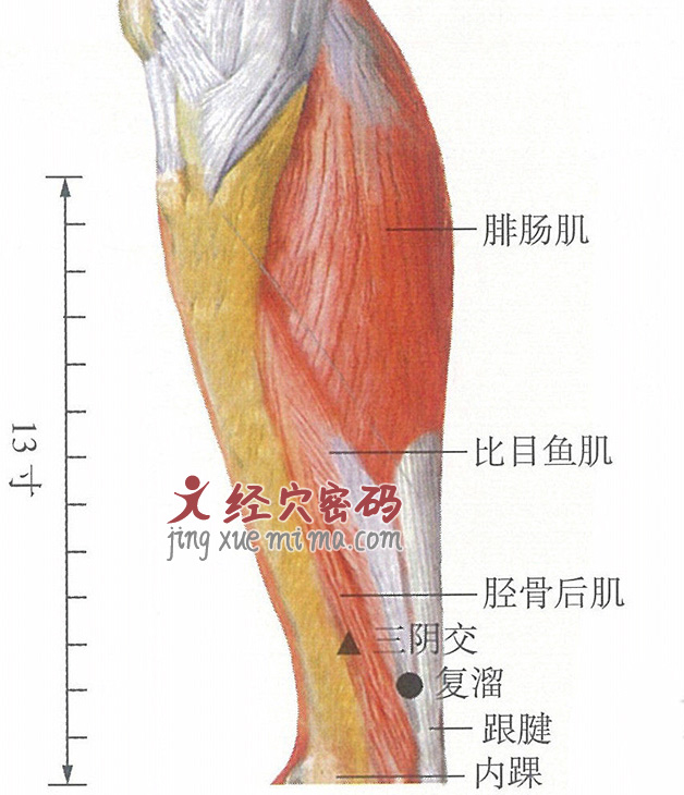 复溜穴位位置图及针灸穴位图解