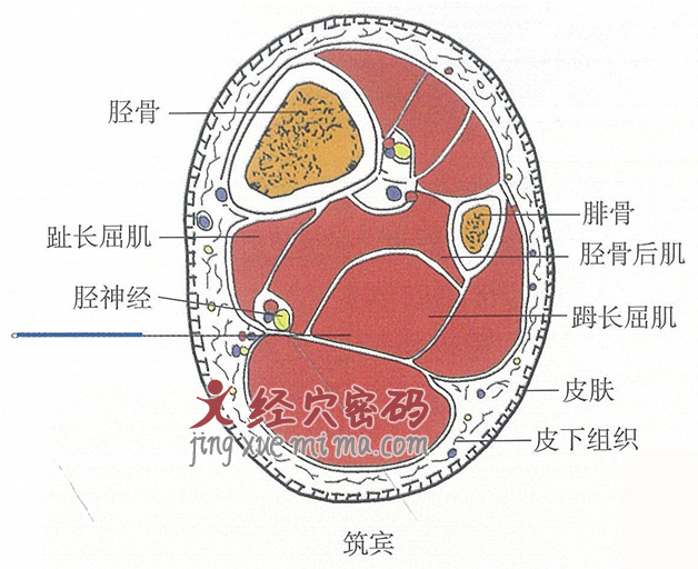 筑宾的位置解剖图（图解）