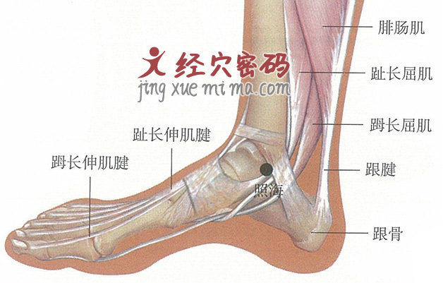 照海穴位位置图及针灸穴位图解