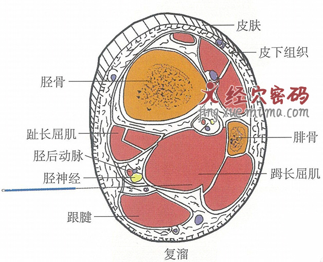 复溜的位置解剖图（图解）