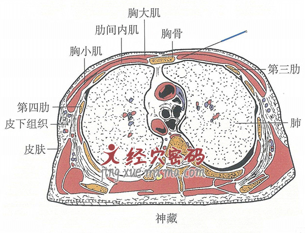 神藏的位置解剖图（图解）