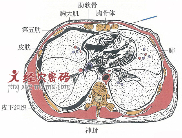 神封的位置解剖图（图解）