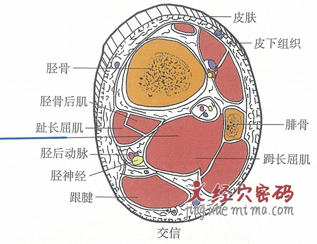 交信的位置解剖图（图解）