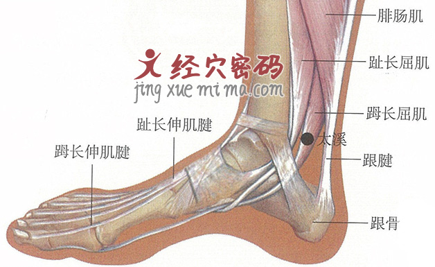 太溪穴位位置图及针灸穴位图解