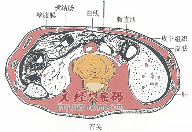 石关的位置解剖图（图解）