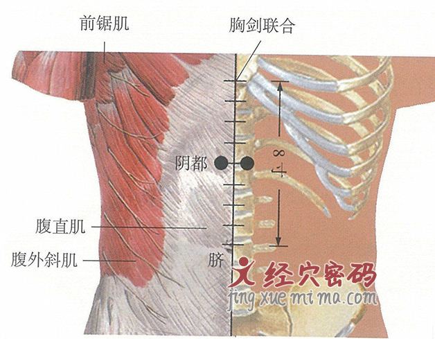 阴都穴位位置图及针灸穴位图解