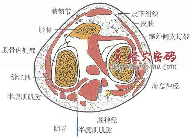 阴谷的位置解剖图（图解）