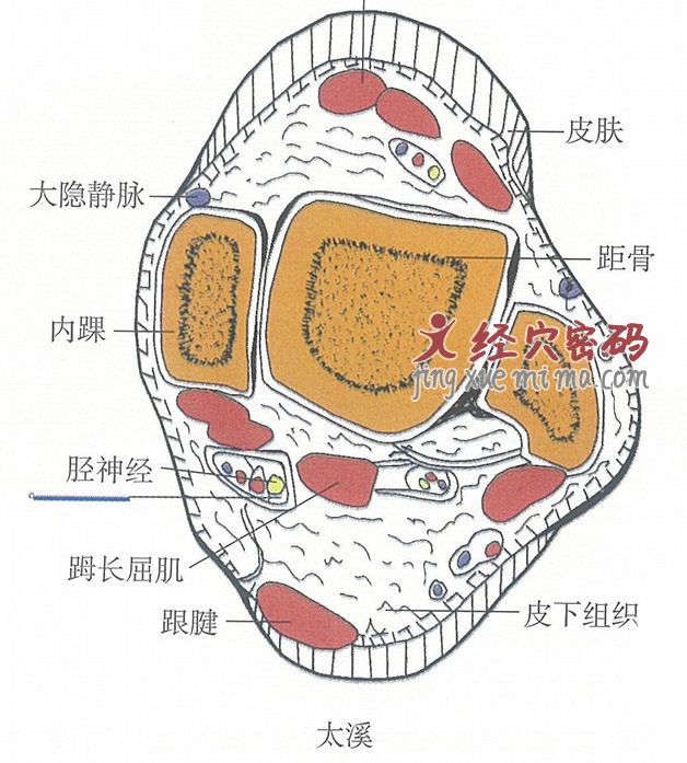太溪的位置解剖图（图解）