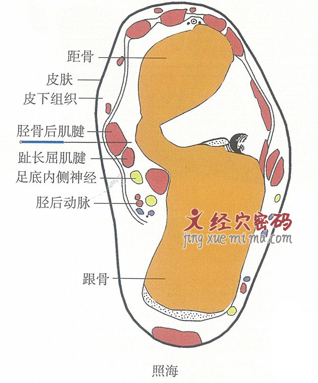 照海的位置解剖图（图解）