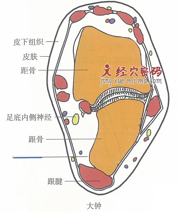 大钟的位置解剖图（图解）