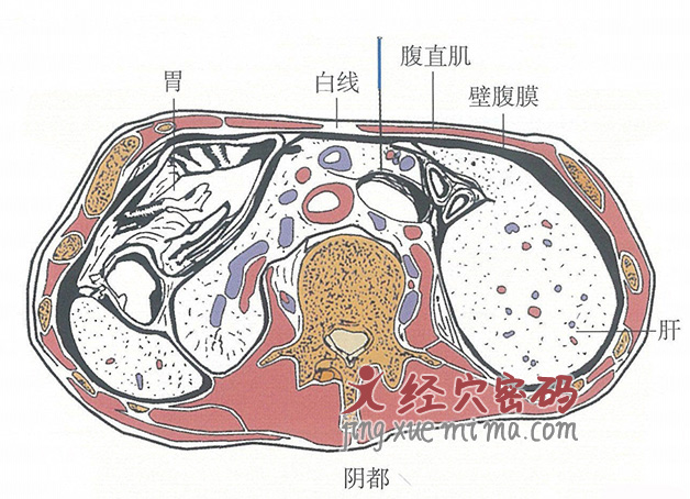 阴都的位置解剖图（图解）