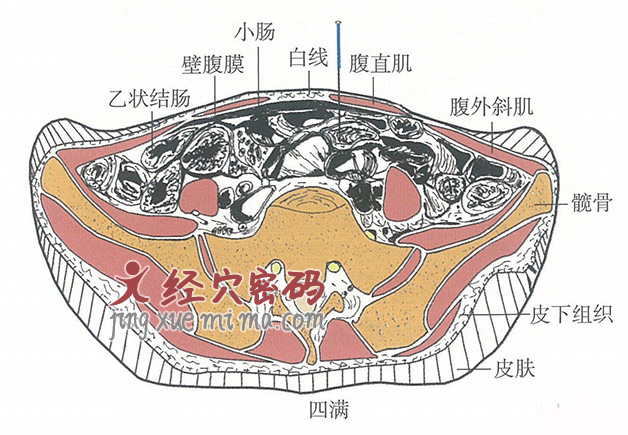 四满的位置解剖图（图解）