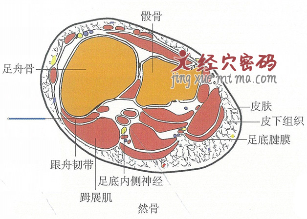 然谷的位置解剖图（图解）