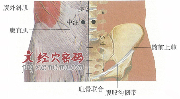 中注穴位位置图及针灸穴位图解