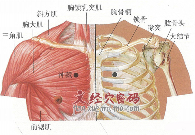 神藏穴位位置图及针灸穴位图解