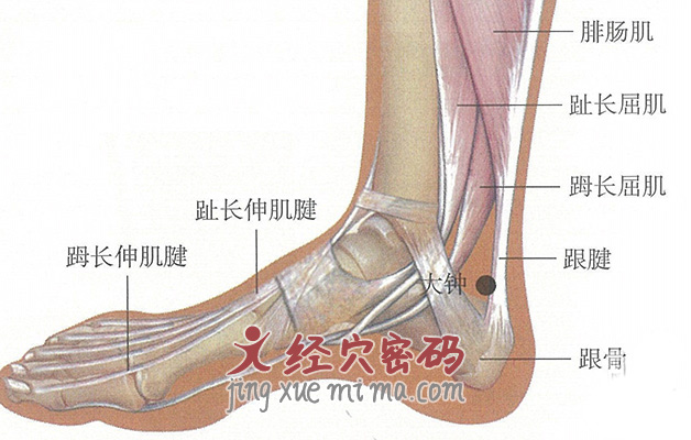 大钟穴位位置图及针灸穴位图解