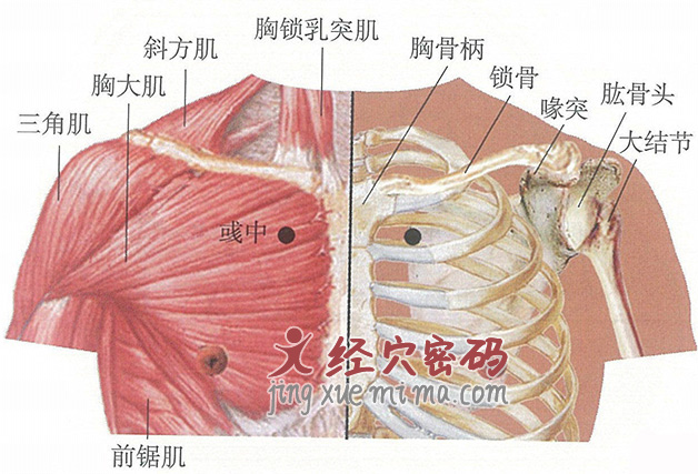 彧中穴位位置图及针灸穴位图解