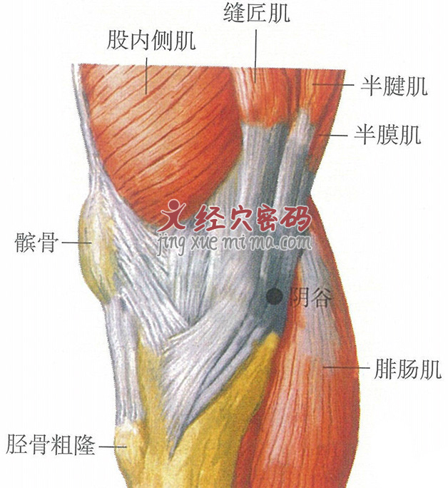 阴谷穴位位置图及针灸穴位图解