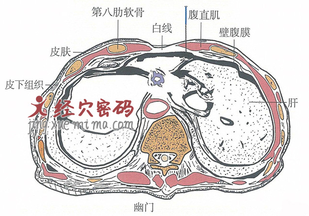 幽门的位置解剖图（图解）