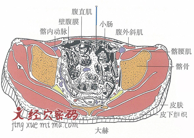 大赫的位置解剖图（图解）