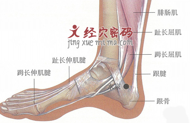 水泉穴位位置图及针灸穴位图解