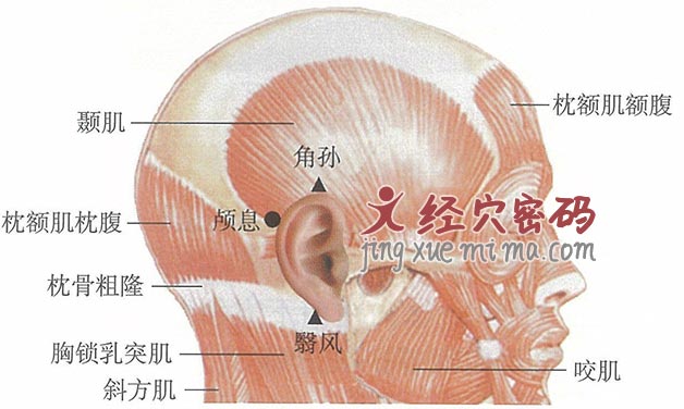 颅息穴位位置图及针灸穴位图解