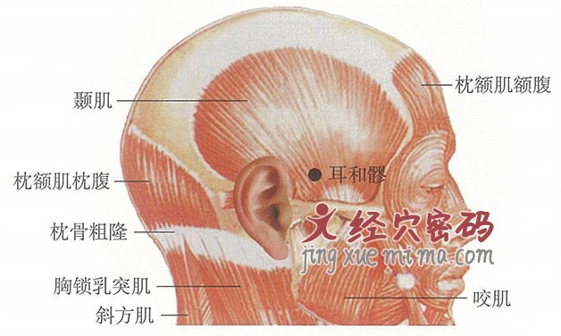 耳和髎穴位位置图及针灸穴位图解