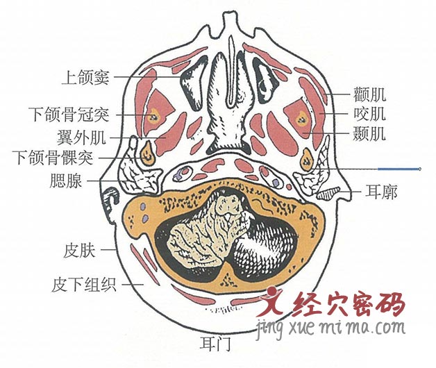 耳门的位置解剖图（图解）