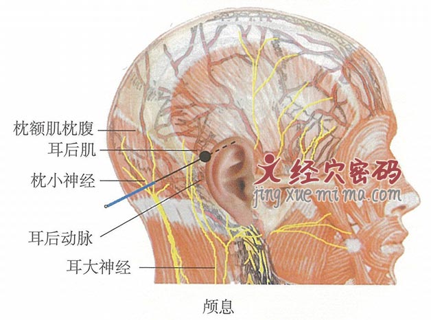 颅息的位置解剖图（图解）
