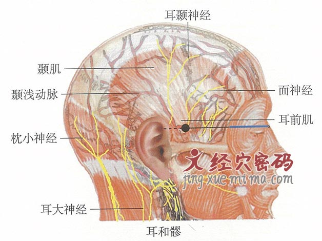 耳和髎的位置解剖图（图解）